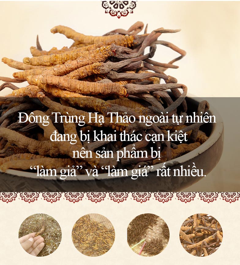 Lưu ý khi tìm mua sản phẩm Đông trùng hạ thảo tự nhiên.